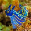 Blue Sea Slug Diamond Paintings