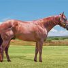 Brown Quarter Horse Diamond Painting