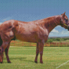 Brown Quarter Horse Diamond Painting