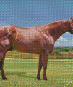 Brown Quarter Horse Diamond Painting