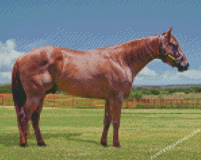 Brown Quarter Horse Diamond Painting