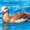 Brown Albatross Bird Diamond Paintings