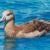 Brown Albatross Bird Diamond Paintings