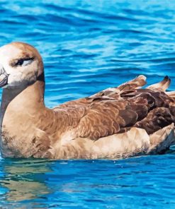 Brown Albatross Bird Diamond Paintings