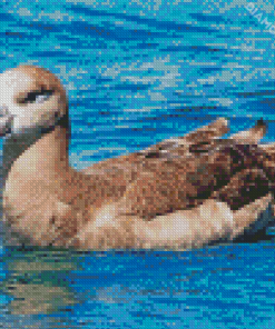 Brown Albatross Bird Diamond Paintings