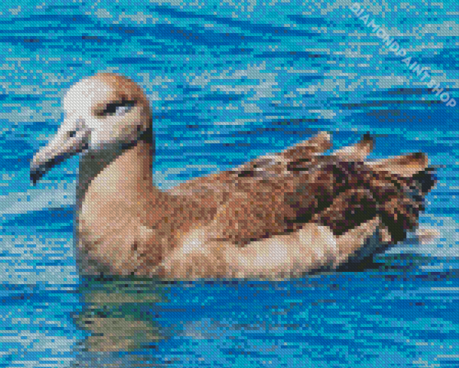 Brown Albatross Bird Diamond Paintings