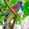 Colorful Kereru Bird Diamond Painting