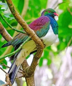 Colorful Kereru Bird Diamond Painting