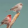 Cool House Finch Diamond Paintings