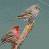 Cool House Finch Diamond Paintings