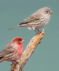 Cool House Finch Diamond Paintings