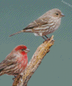 Cool House Finch Diamond Paintings