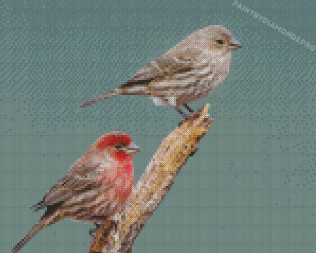 Cool House Finch Diamond Paintings