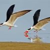 Cool Indian Skimmer Diamond Paintings