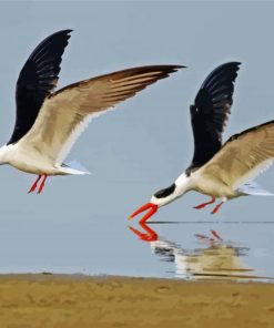 Cool Indian Skimmer Diamond Paintings