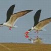 Cool Indian Skimmer Diamond Paintings