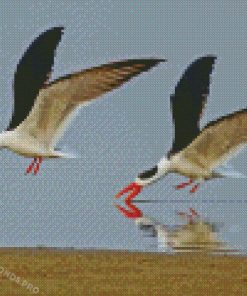 Cool Indian Skimmer Diamond Paintings