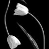 Cool Black And White Tulip Diamond Paintings