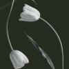 Cool Black And White Tulip Diamond Paintings