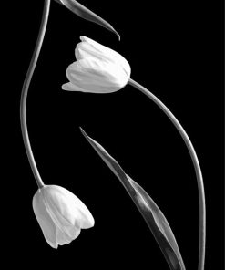 Cool Black And White Tulip Diamond Paintings