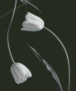 Cool Black And White Tulip Diamond Paintings