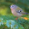 Cute Goldcrest Bird Diamond Paintings