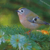 Cute Goldcrest Bird Diamond Paintings