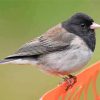 Cute Junco Bird Diamond Painting