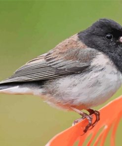 Cute Junco Bird Diamond Painting