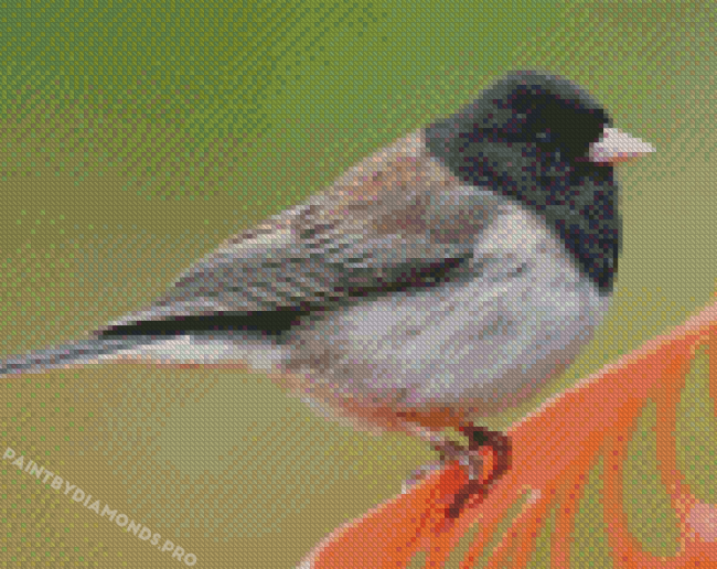 Cute Junco Bird Diamond Painting