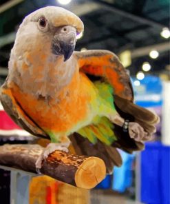 Cute Red Bellied Parrot Diamond Paintings