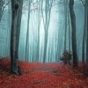 Dark Foggy Forest Diamond Paintings