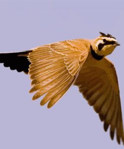 Flying Veery Bird Diamond Paintings