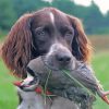 Hunting Dog With Pheasant Diamond Paintings