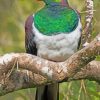 Kereru New zealand Pigeon Diamond Painting