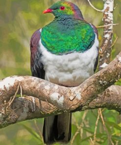 Kereru New zealand Pigeon Diamond Painting