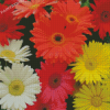 Mixed Colorful Daisies Diamond Paintings