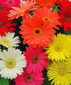 Mixed Colorful DaisiesDiamond Paintings