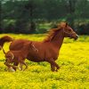 Mom Horse With Child Diamond Paintings