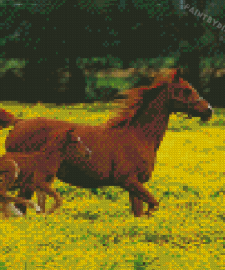 Mom Horse With Child Diamond Paintings