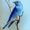 Mountain Blue Bird On Stick Diamond Painting