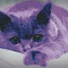 Purple Cat Diamond Paintings