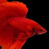 Red Betta Fish Diamond Paintings