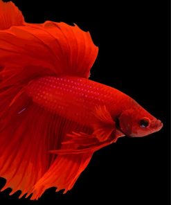 Red Betta Fish Diamond Paintings