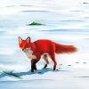 Red Fox In Snow Art Diamond Paintings