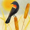 Red Winged Blackbird Art Diamond Painting