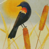 Red Winged Blackbird Art Diamond Painting