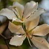 White Bauhinia Variegata Flowers Diamond Painting