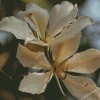 White Bauhinia Variegata Flowers Diamond Painting