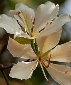 White Bauhinia Variegata Flowers Diamond Painting